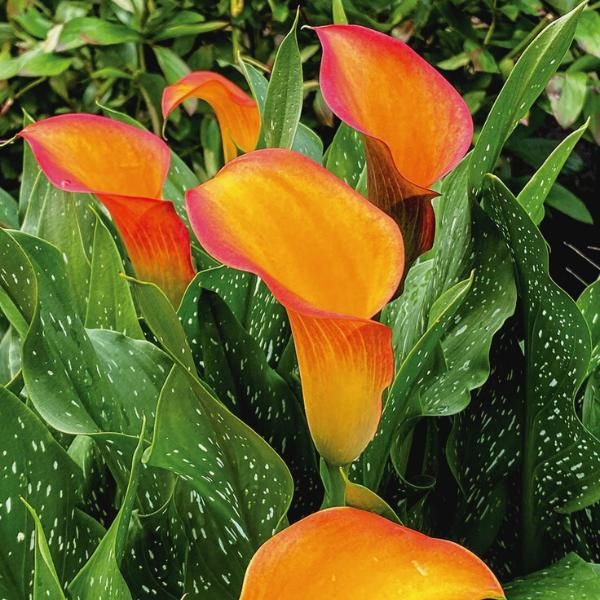 Calla lily hotsell